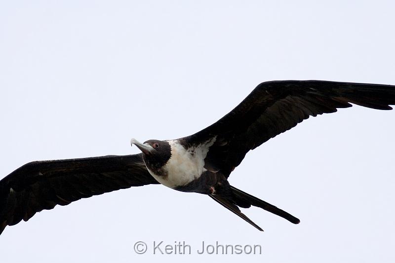 Gt Frigatebird.jpg